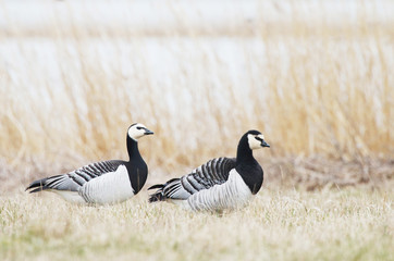 Couple of Barnacle goose, Branta leucopsis have landed by the seaside during a spring migration in Estonia, Matsalu National Park. 