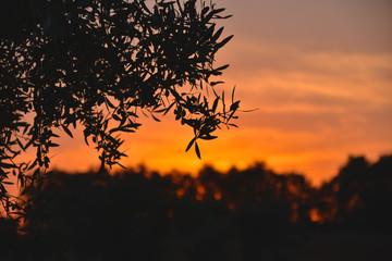 Foto del atardecer en el campo