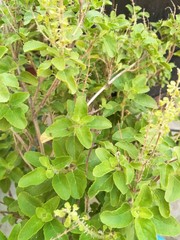 Holy basil plant  close best herb for cold, fever and cough