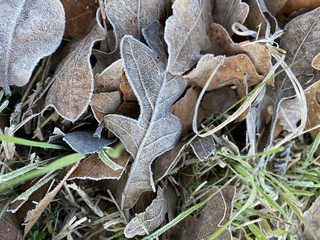 frozen leaves on the ground