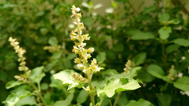 Close Up Photo Of  Tulsi Plant