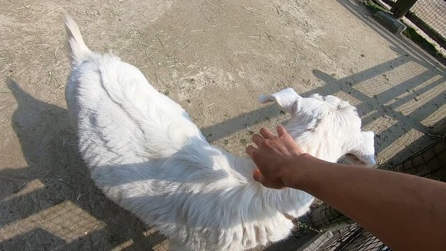 頭突きをしてくるヤギとふれあい