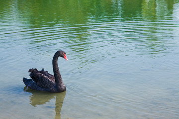 Black swan swimming freely in the lake