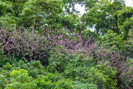 A thousand hundreds bats in the evening sky