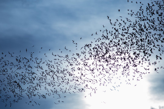 A thousand hundreds bats in the evening sky