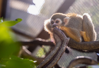 Little monkey in the warm light
