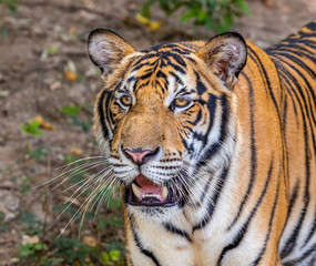 Fototapeta na wymiar Closeup face of young tiger