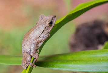 White tree frog in nature