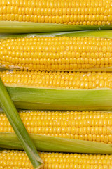 The ear of corn close-up photo of delicious and healthy food.natural corn plucked from the field