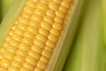 The ear of corn close-up photo of delicious and healthy food.natural corn plucked from the field