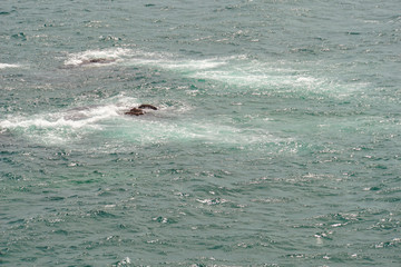 Seascape from the nature reserve 