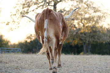 Texas longhorn cow walking away through fall season landscape on farm.