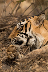 Tigress T60 cub cleaning it paw, Ranthambore Tiger Reserve