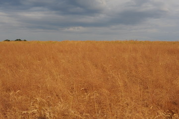 Golden ripe wheat field with dramatic sky with clouds in summer in Europe in Poland