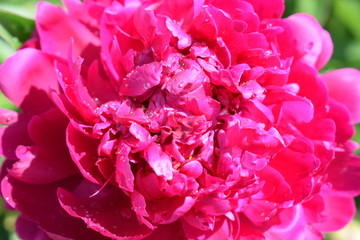 close up of pink peony flower