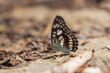 About the colored butterfly in the sunny day