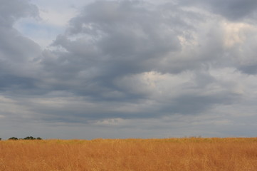 Obraz premium Golden ripe wheat field with dramatic sky with clouds in summer in Europe in Poland