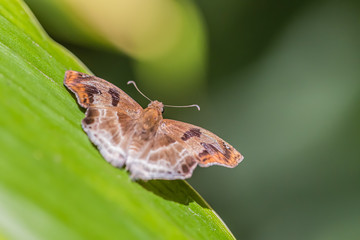 About the colored butterfly in the sunny day