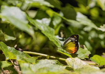 About the colored butterfly in the sunny day