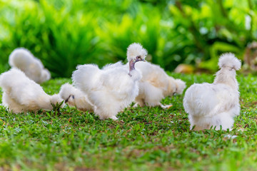 Silkie chicken in garden