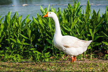 The goose on the lakeshore in the park