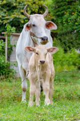 Naklejka na ściany i meble Brown calf with cow in farm