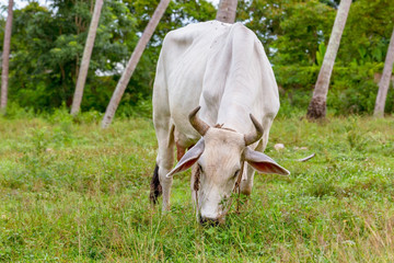 Cow live in garden