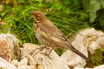 Mirlo capiblanco (Turdus torquatus), sobre la roca en los Pirineos (España).