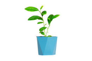 
green plant in blue pot on white background, isolate