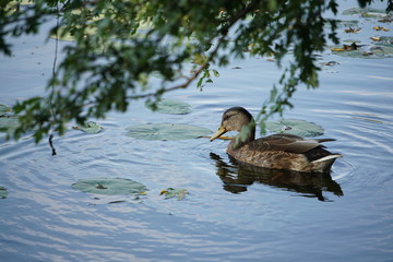 duck on the lake