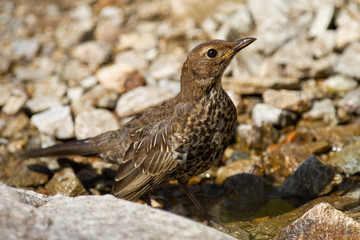 Blackbird, Turdus torquatus, medium-sized bird among the rocks, Spain