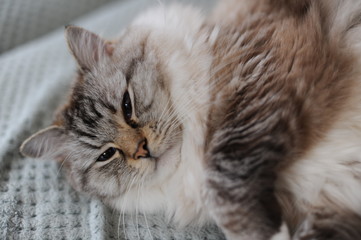 A beautiful furry ragdoll cat stretching out and relaxing on a coach