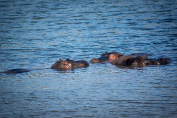 Fototapeta premium Grupo de hipopótamos nadando en un lago.
