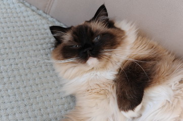 A beautiful furry ragdoll cat stretching out and relaxing on a coach