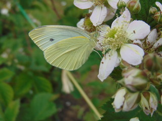 white butterfly on a blackberry  flower