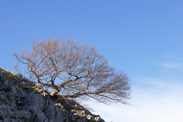 lonely tree in the mountains of basque country