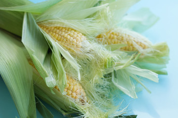 three large ears of ripe corn with leaves on a light blue background. Vitamins, vegetable diet, proper nutrition, healthy and balanced diet. Rich harvest from the garden