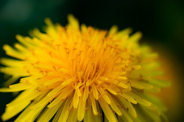 Macro photo of a yellow dandelion bloom.