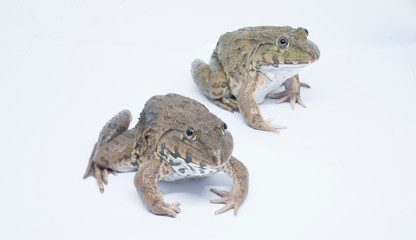 Two frogs taken up close, with bright eyes and a white background.