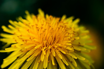 Macro photo of a yellow dandelion bloom.
