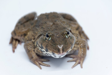A frog takes a close-up shot with bright eyes and a white scene.