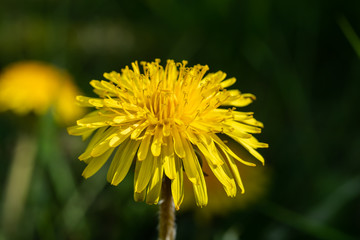 Macro photo of a yellow dandelion bloom.