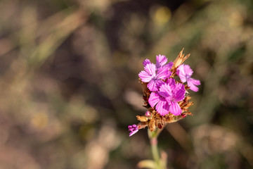 Beautiful Dianthus carthusianorum, Carthusian pink, wild flower against a blurred nature background. Selective focus. Closeup view with copy space