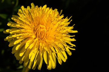 Macro photo of a yellow dandelion bloom.
