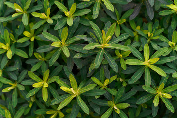 Green spurge Bush gardening natural pattern. High quality photo