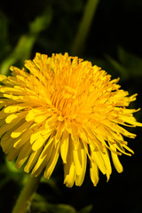 Macro photo of a yellow dandelion bloom.