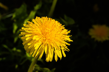 Macro photo of a yellow dandelion bloom.