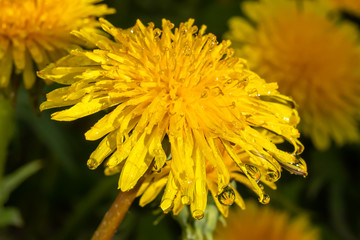 Macro photo of a yellow dandelion bloom with raindrops