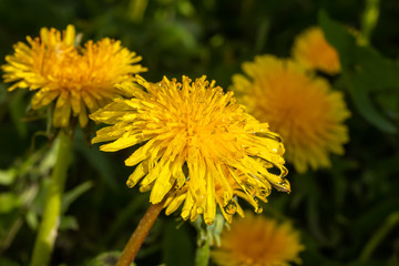 Macro photo of a yellow dandelion bloom with raindrops
