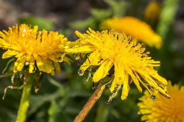 Macro photo of a yellow dandelion bloom with raindrops